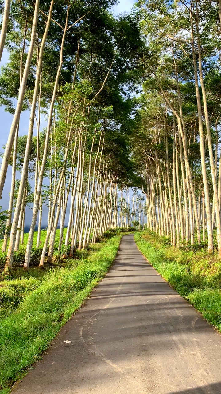 🍃