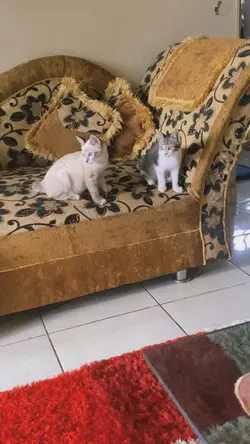 SOUND KAU NI APE