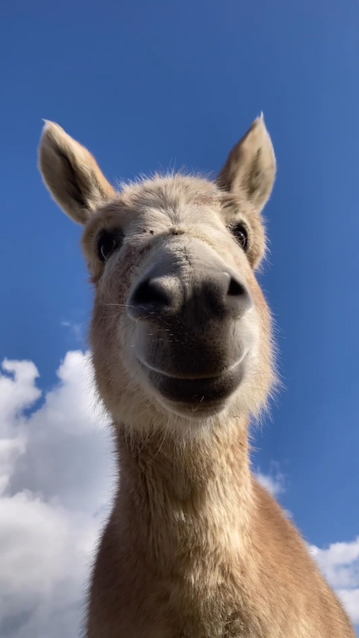 Animal