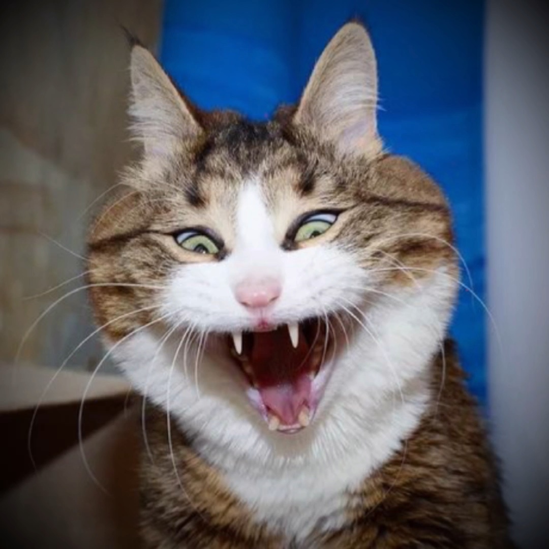 Mi gato, mi gato, mi gato