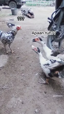 Apaan tuh ??