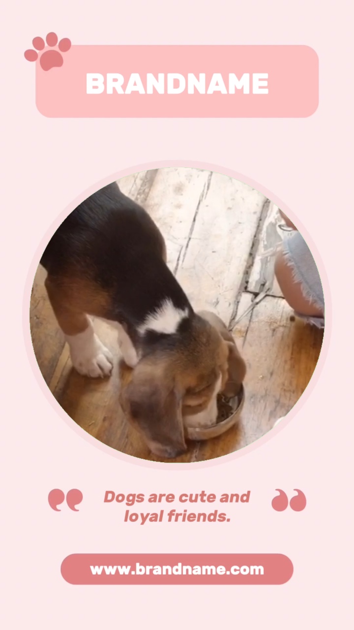 Evcil Hayvan Yemi Promosyonu