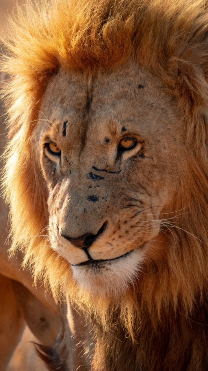 Regla 33, sé el león
