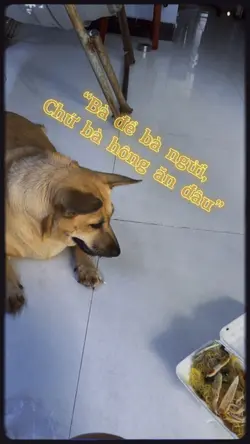 Cún cưng🐶