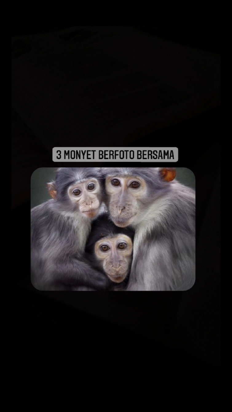 3 Monyet viral 