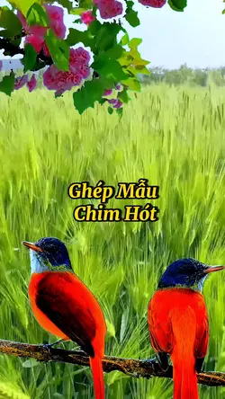 Thay Ảnh or Video