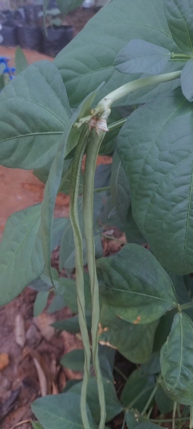 kebun mini