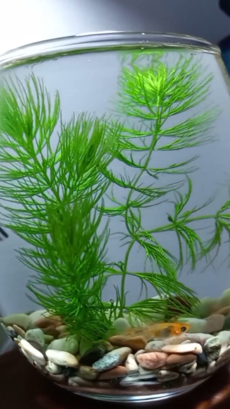 Aquascape Mini