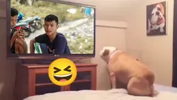KAMU & ANJING