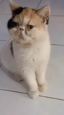 Sound kucing 