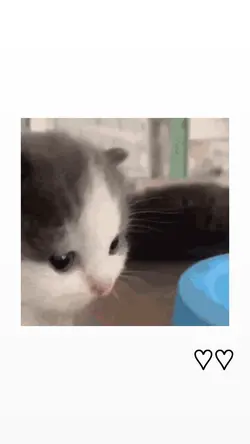 มีมเเมว