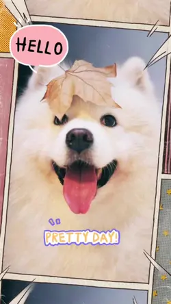 lovely pets