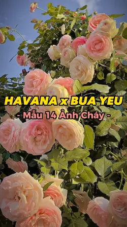 [14] HAVANAxBùa Yêu
