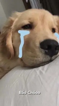 Báo Chó