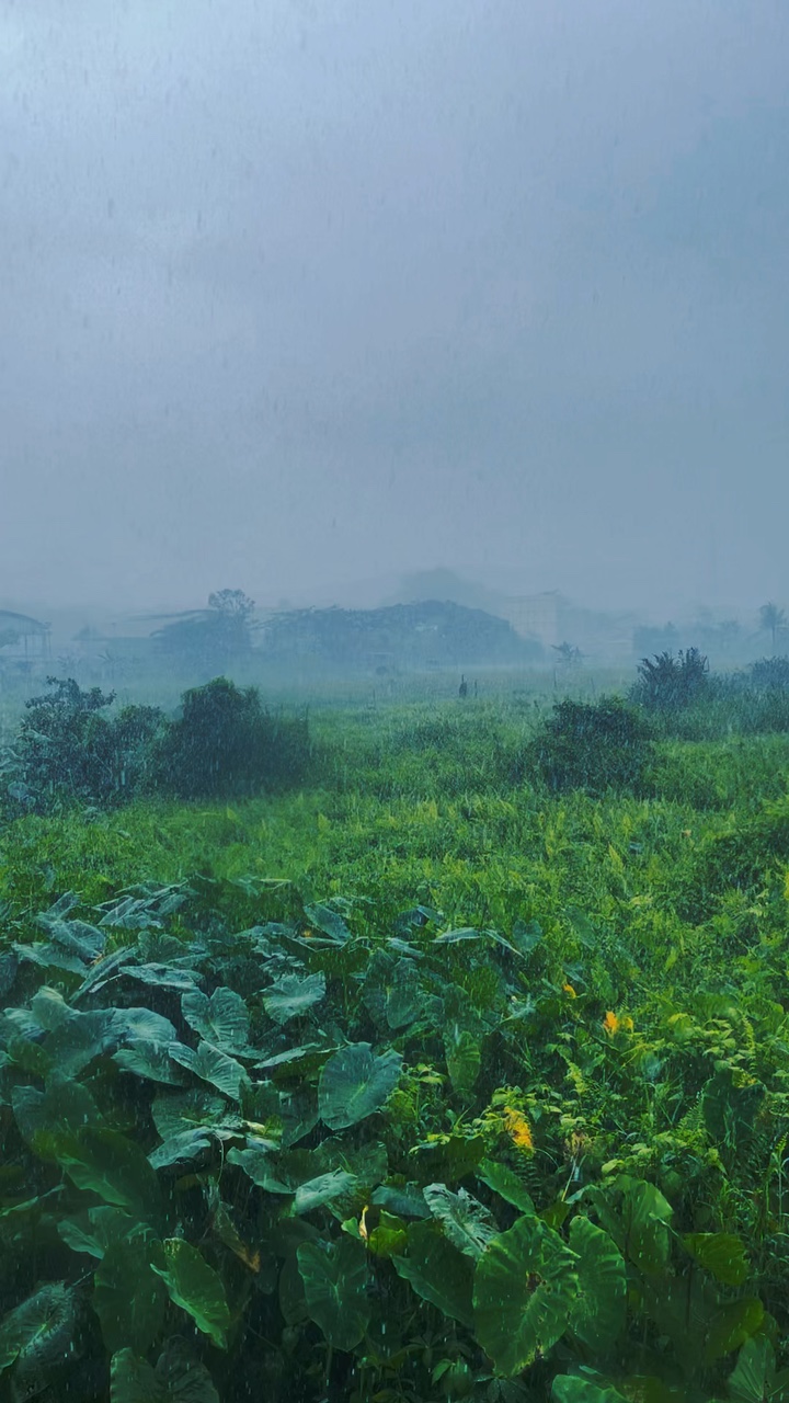 Rain
