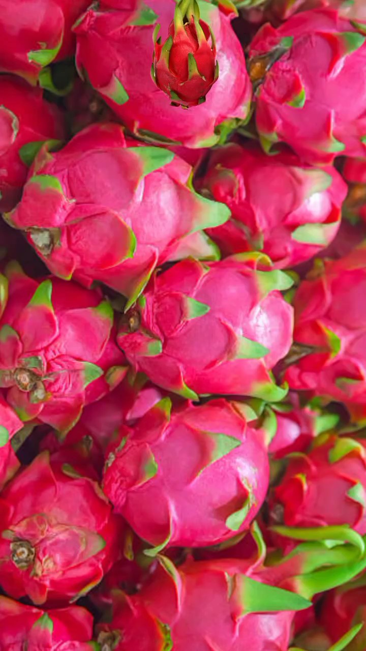 dragon fruit