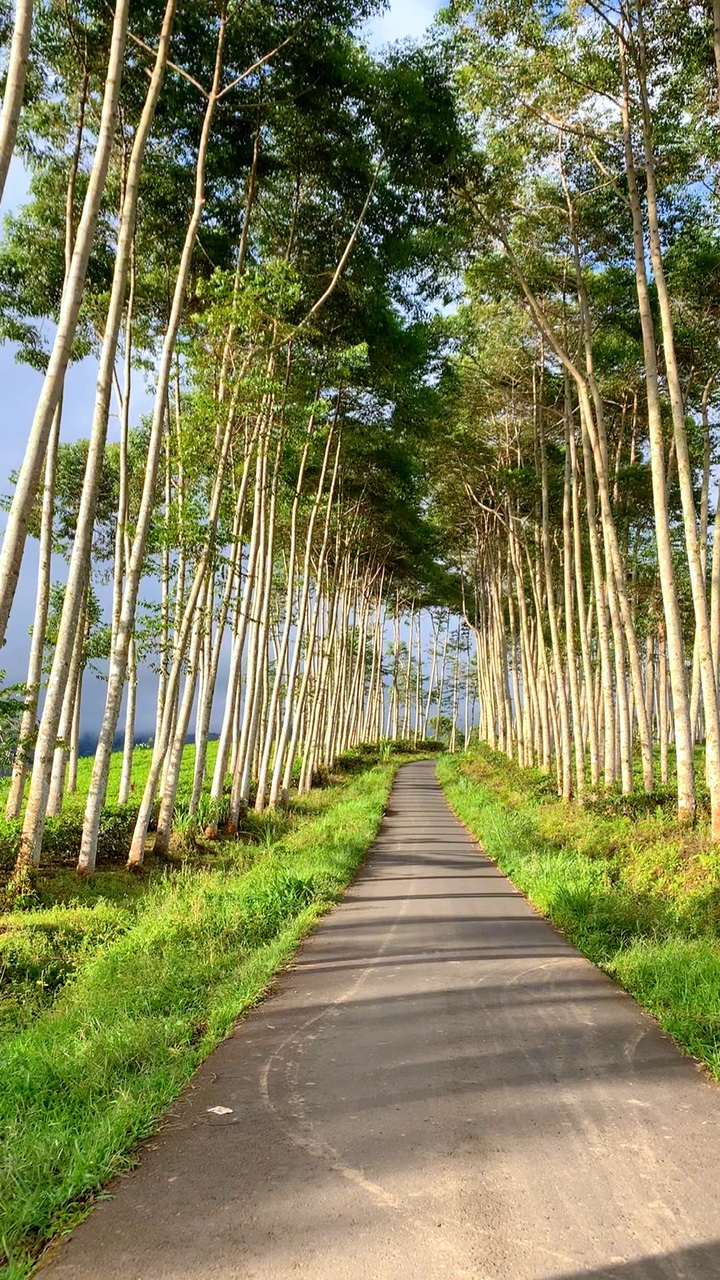 🍃