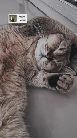 Meow