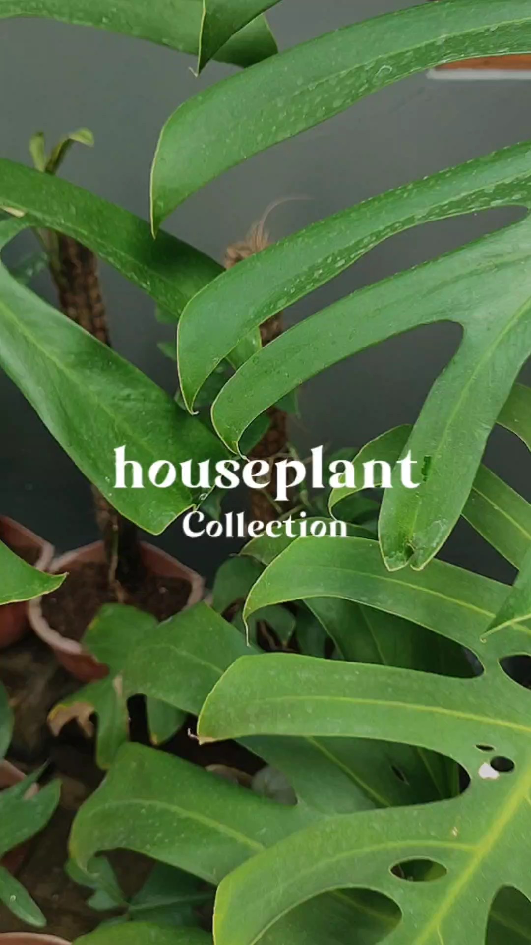houseplant collectio
