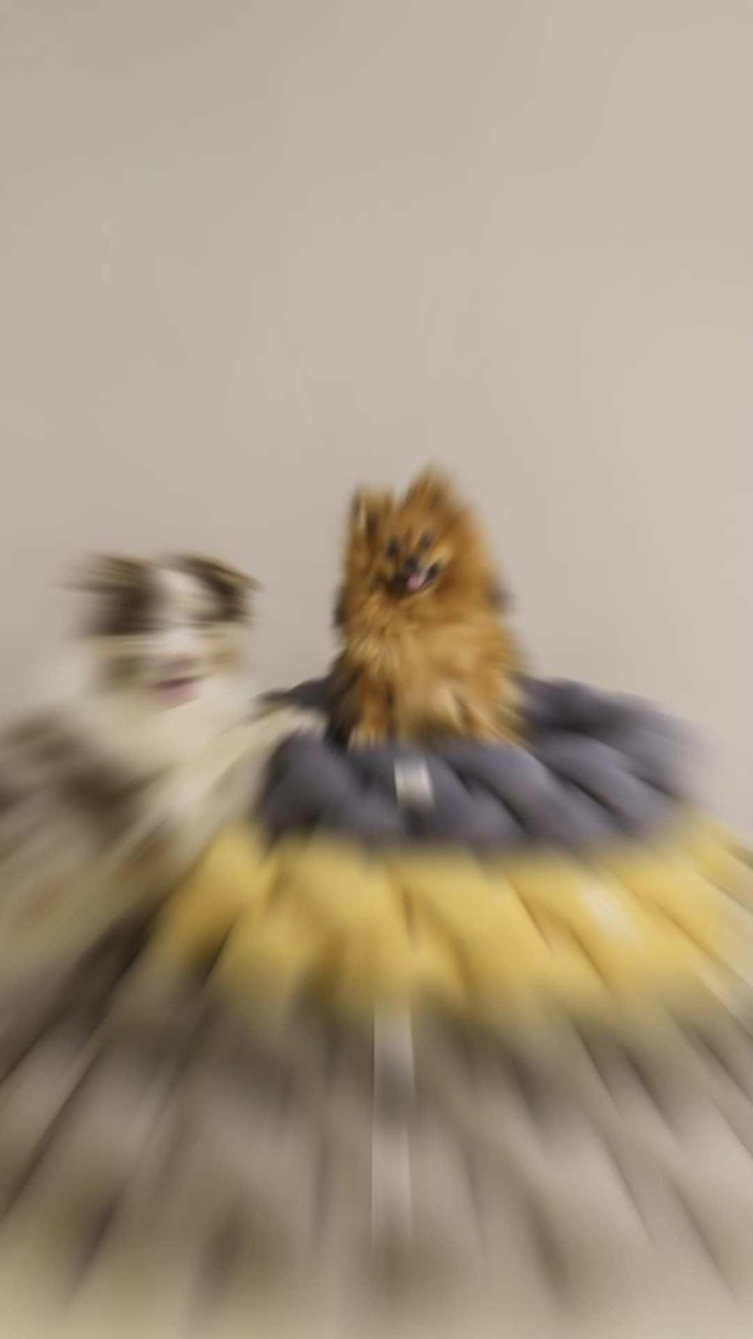 Heimtierprodukte mit Display 