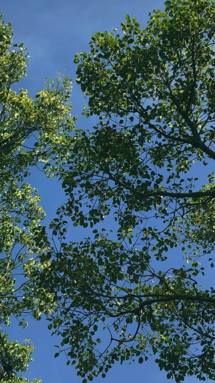 4ẢNh/VID chill🌿