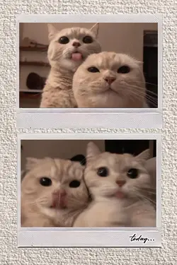 Polaroid Frame