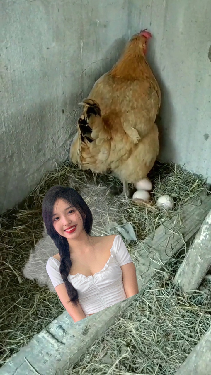 Gà đẻ trứng
