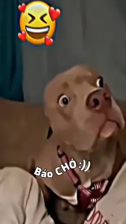 Báo chó :))