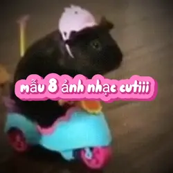 mẫu 8 ảnh nhạc cutii