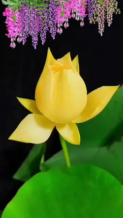 Hoa sen nở