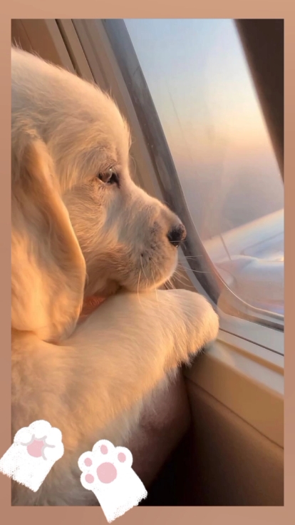 Köpek aşığı