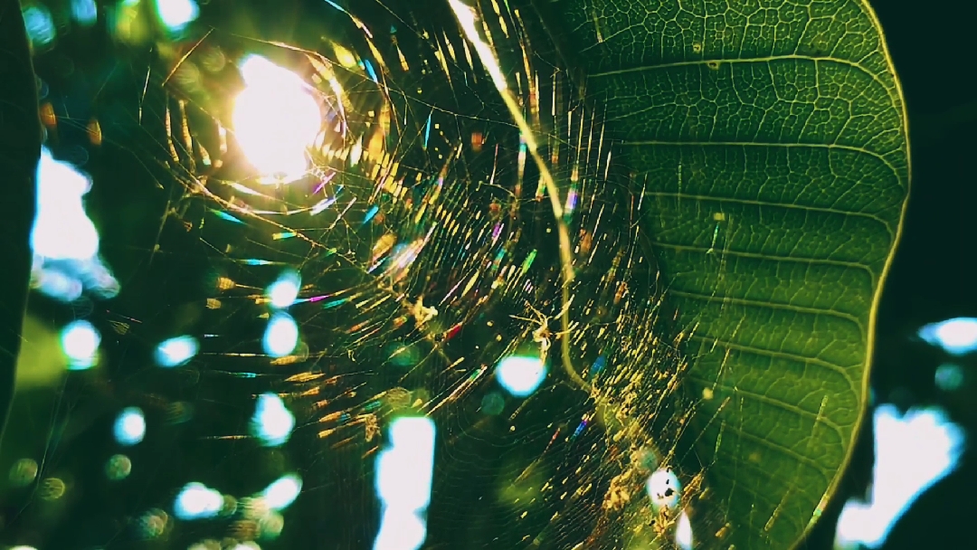 ESTHÉTIQUE 8K fps