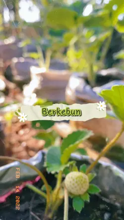 Vlog berkebun