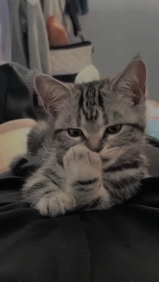 # Manis