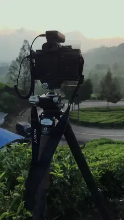 Kebun Teh