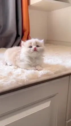 Cute Video Trend