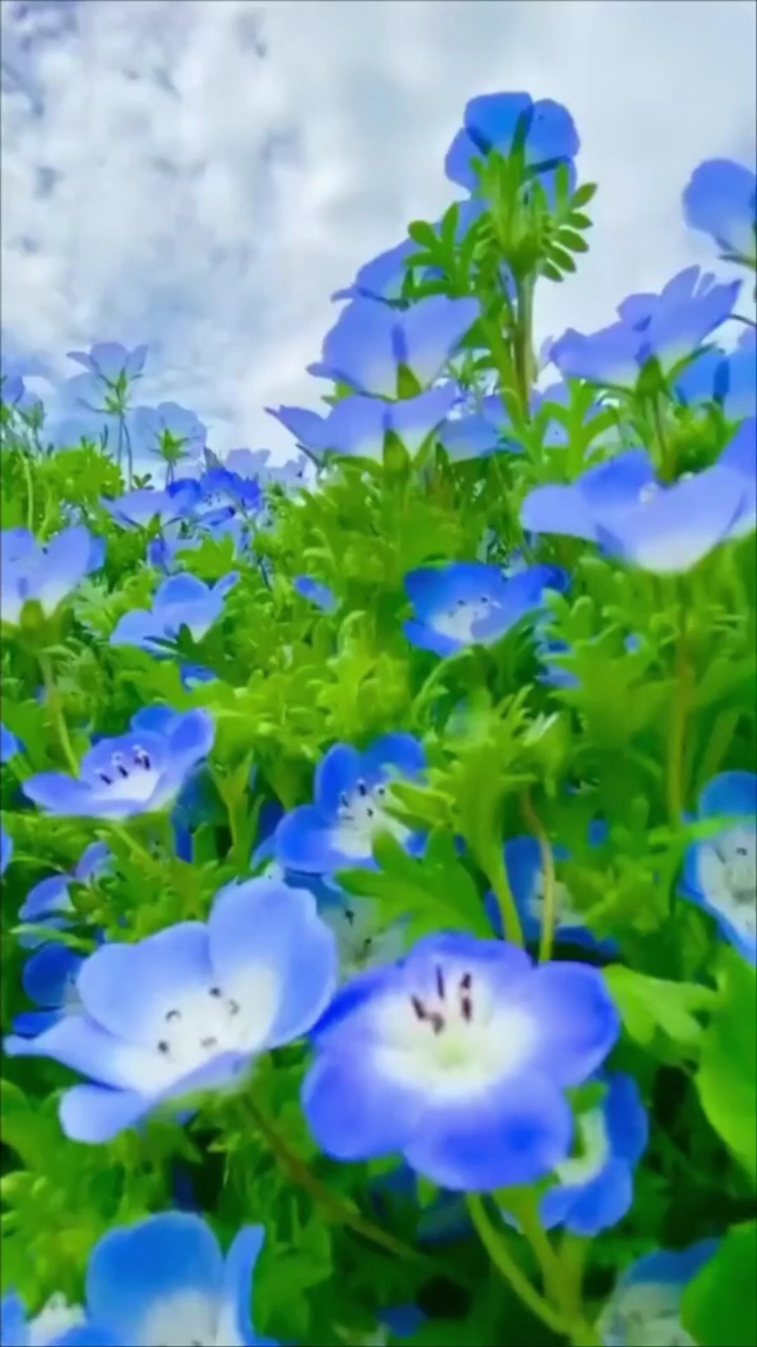 Nhạc liên khúc hay .