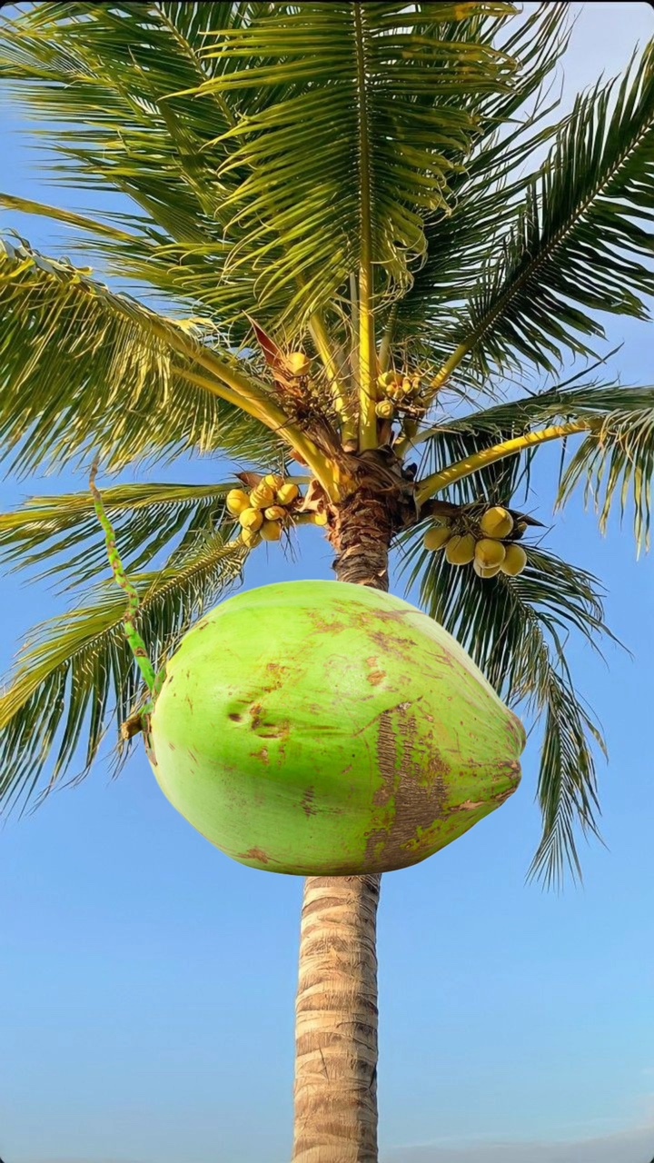 Biến hình quả dừa