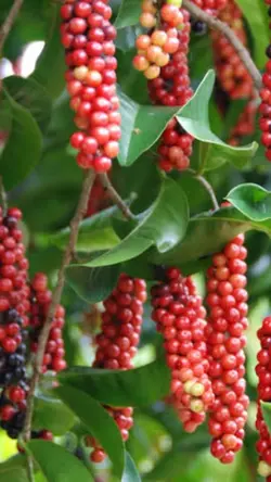 Queensland cherry