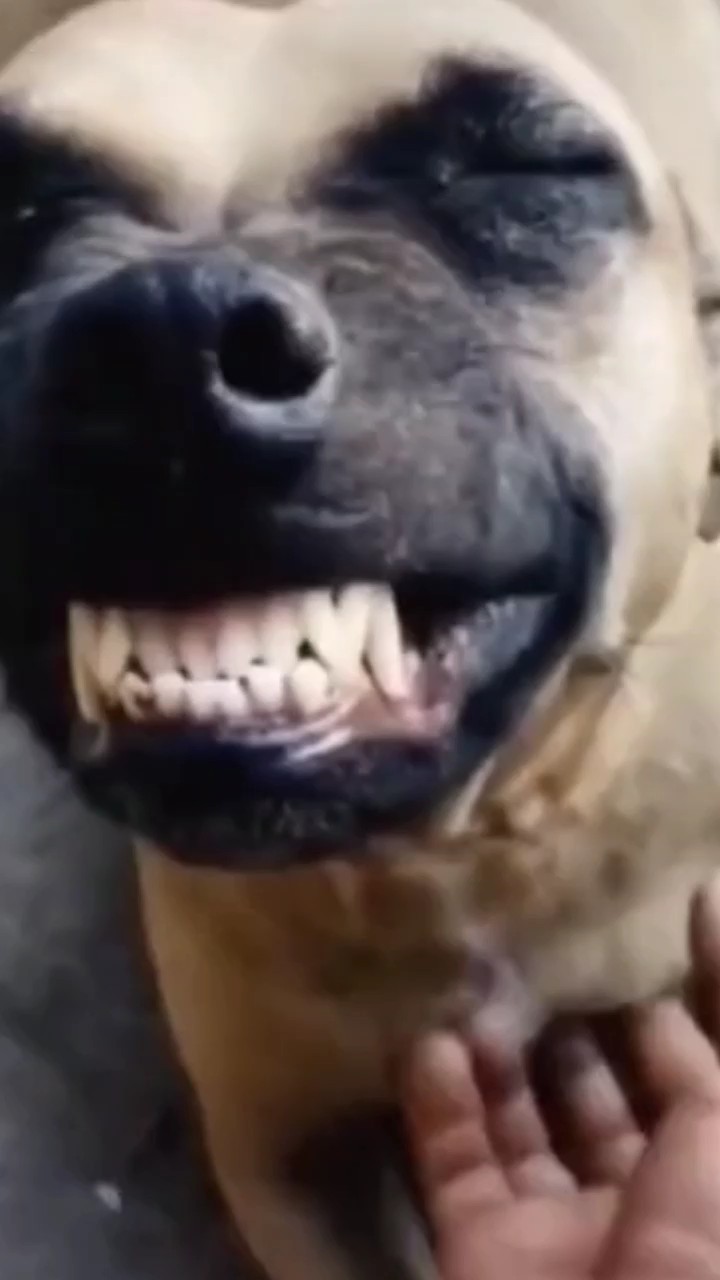 baby laughing
