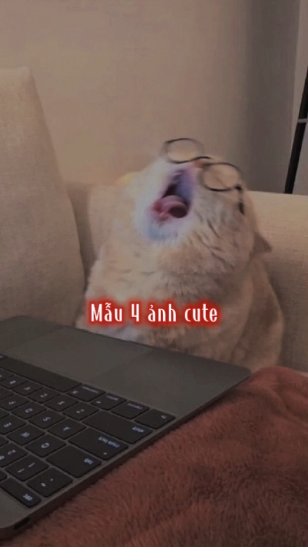 Mẫu 4 ảnh lucu