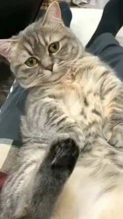 KUCING RANDOM