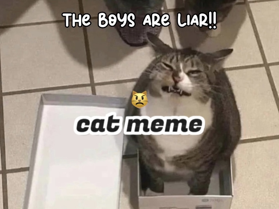 meme kucing😾