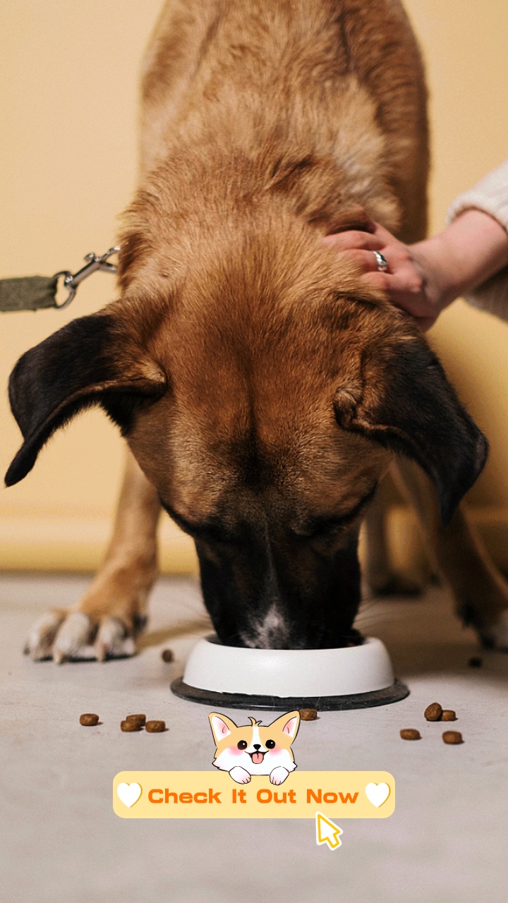 귀여운 애완동물 사료 전시