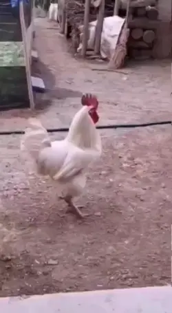 Ayam Kentut