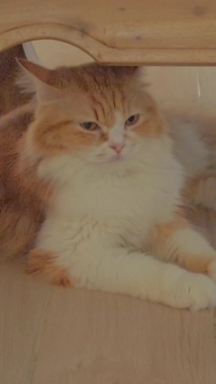 4 video | kucing lucu