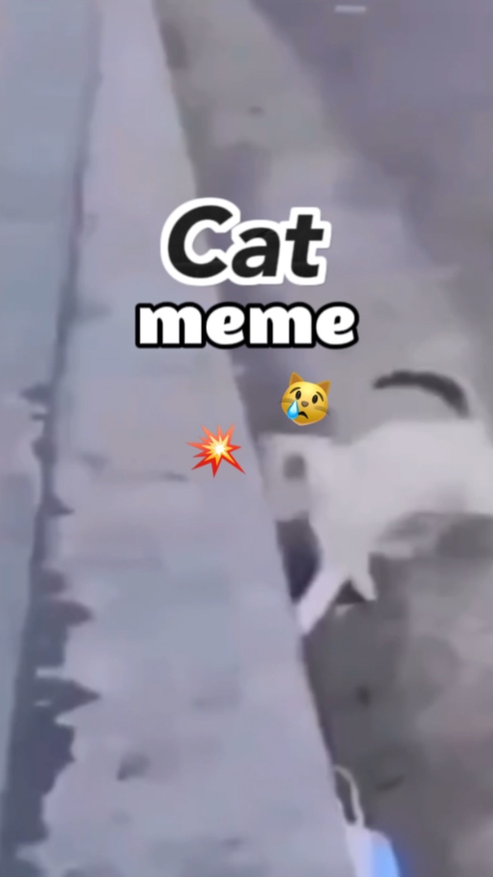 Meme de gato