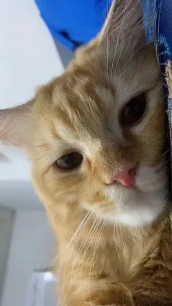 nih mentahan kucing