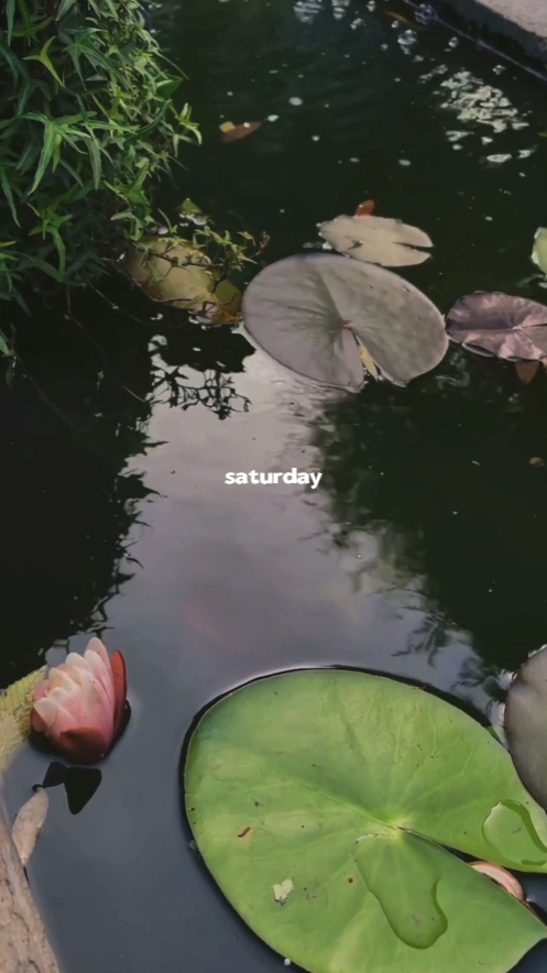Mini vlog