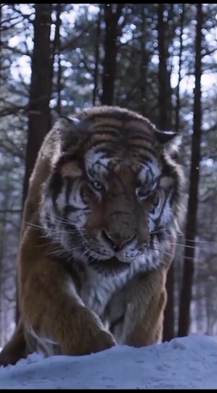 Harimau mengaum